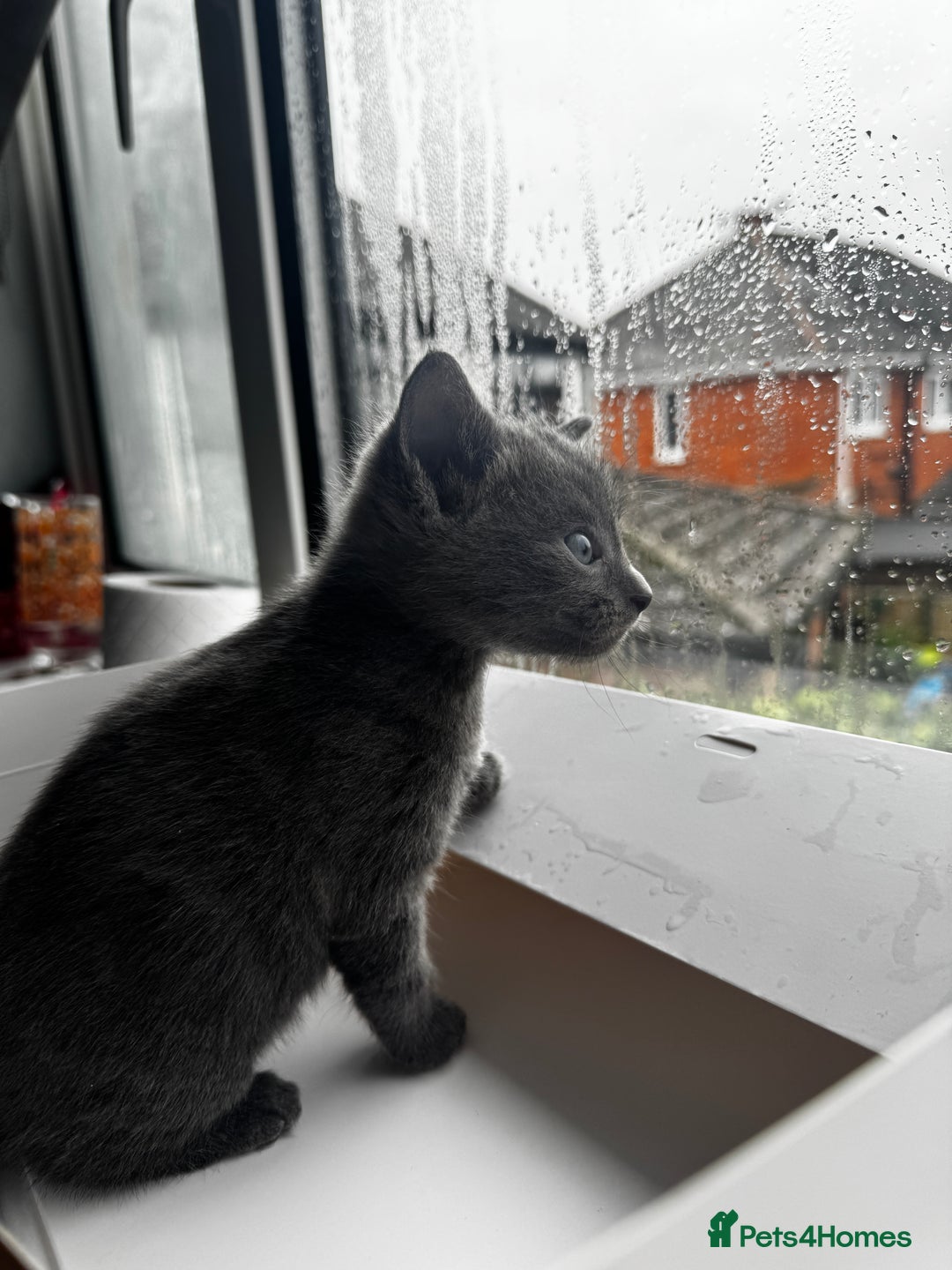 Mixed Breed cats for sale: Bombay cat  - Advert 2