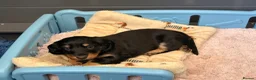 Dachshund dogs for sale: Male Standard longhair dachshund - Advert 17