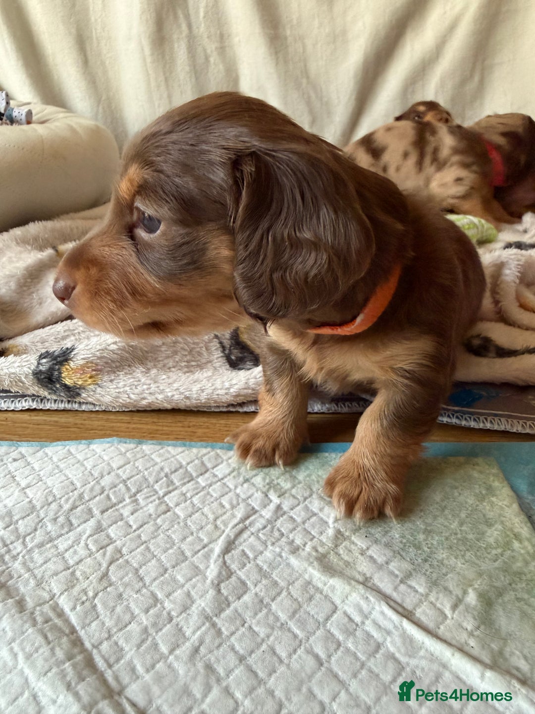 Miniature Dachshund dogs for sale: Long haired miniature dachshund puppy's - Advert 2