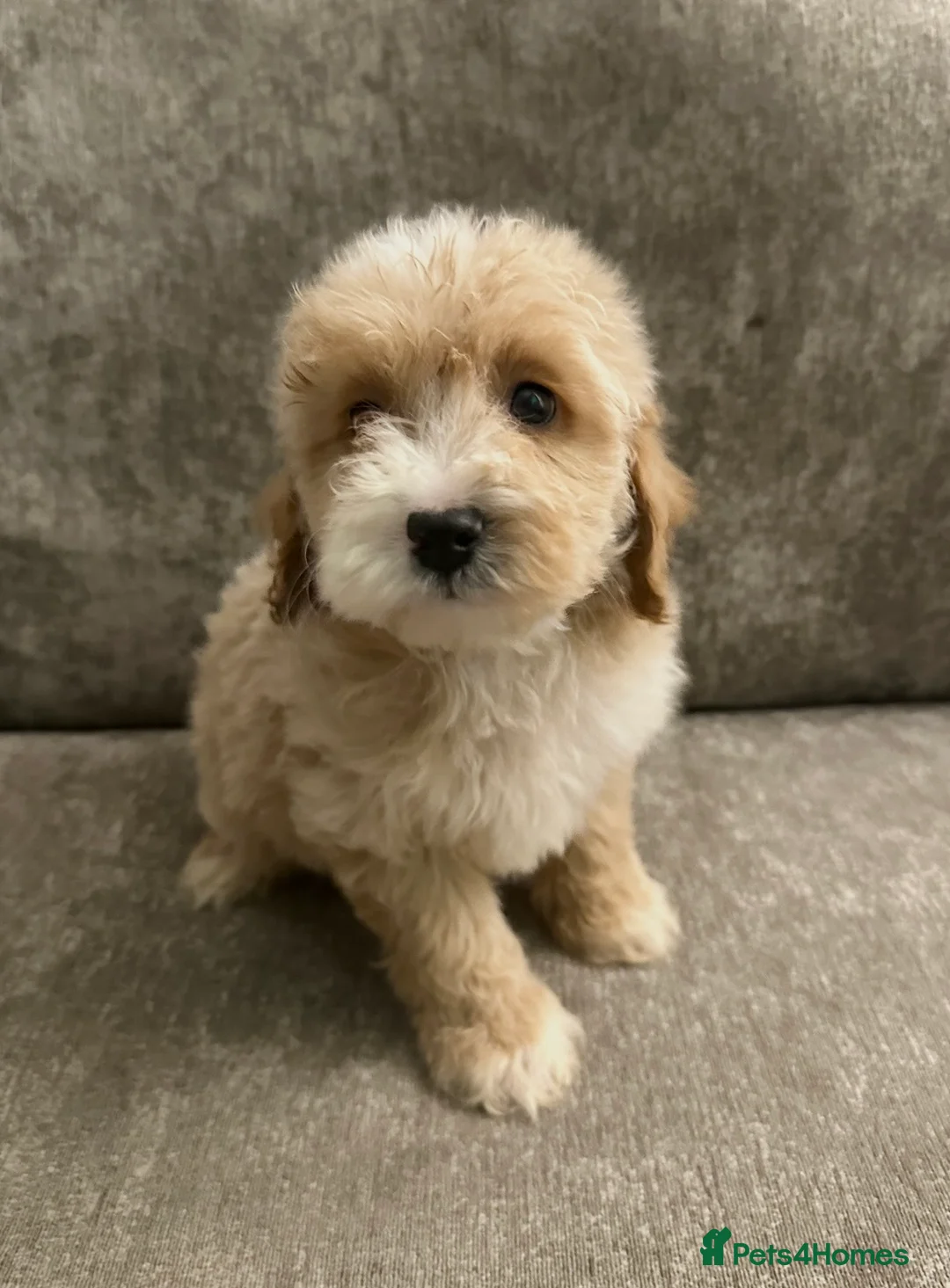Cockapoo dogs for sale: Adorable Cockapoos’s looking for family homes - Advert 16