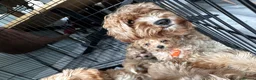 Cavapoo dogs for sale: Amazing F1B Cavapoos  - Advert 18