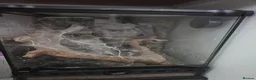Tarantulas invertebrates for sale: Pink toed tarantula with set up in York - Advert 1