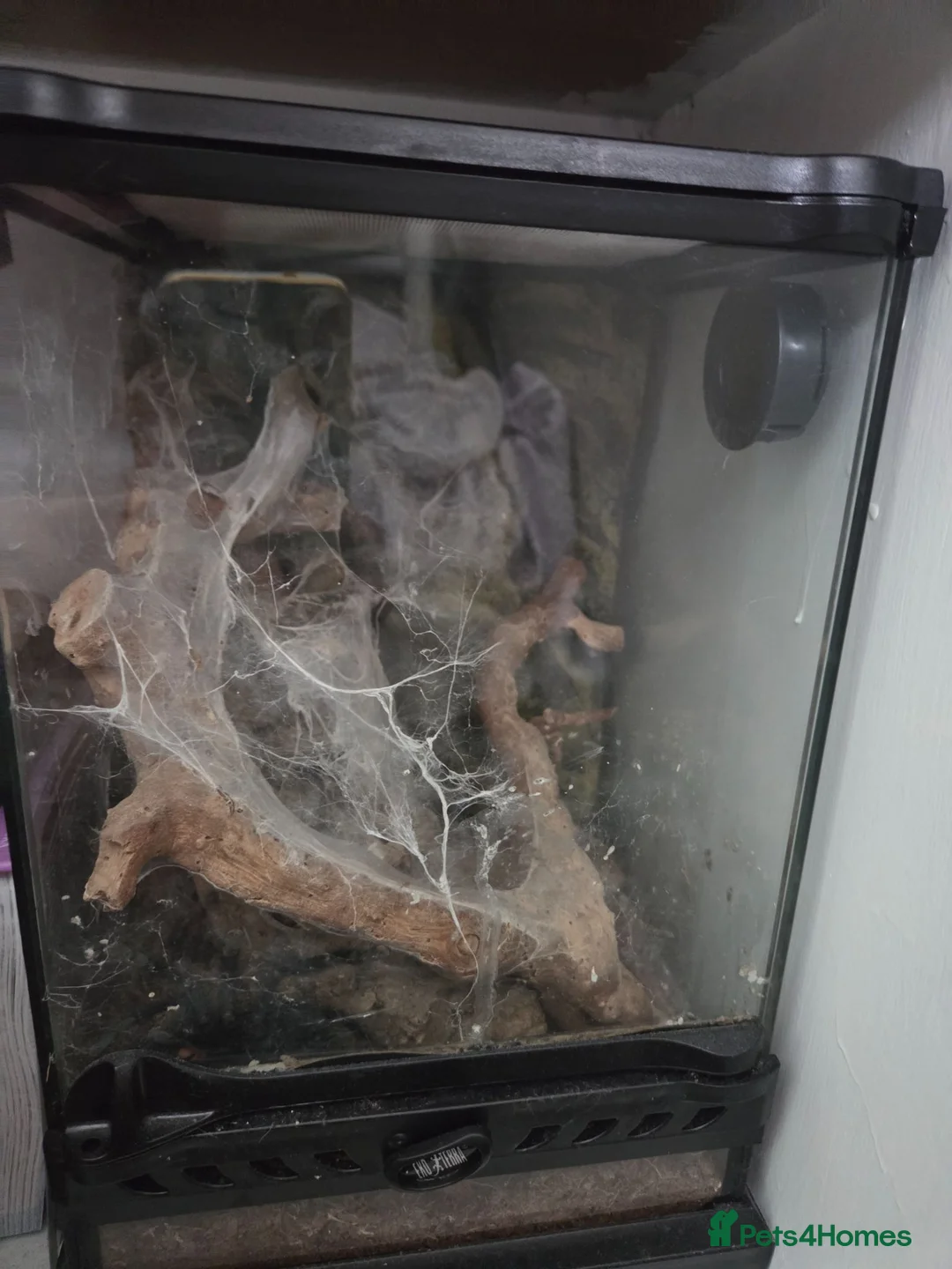 Tarantulas invertebrates for sale: Pink toed tarantula with set up in York - Advert 1