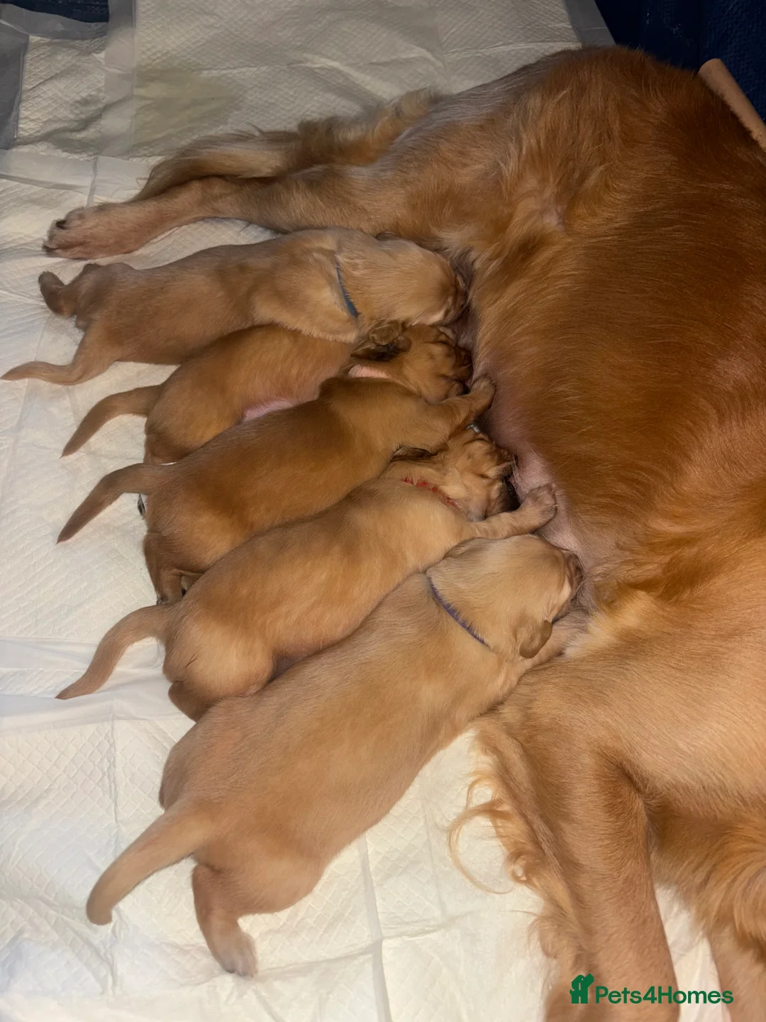 Golden Retriever dogs for sale: Golden Retriever Puppies  - Advert 2