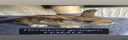 Continental Giant rabbits for sale:  Continental giant babies  - Advert 16