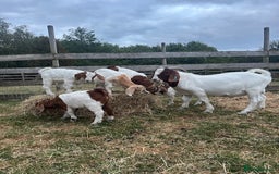 Goats livestock for sale: Boer Kids - Image 1