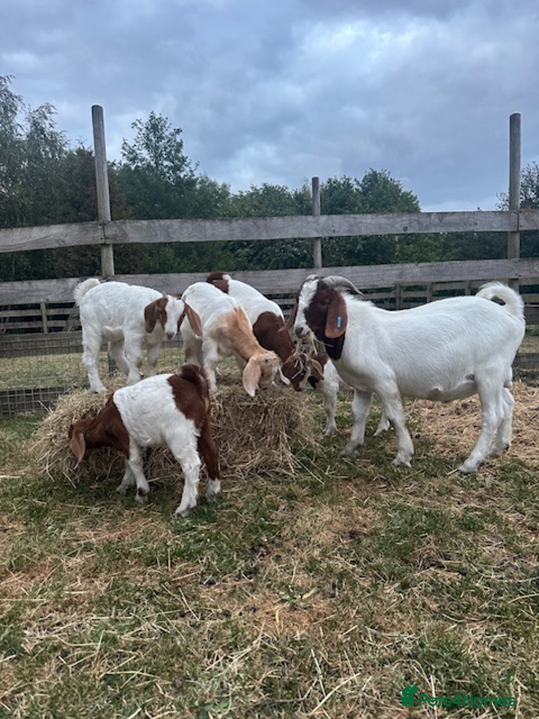 Goats livestock for sale: Boer Kids - Image 1