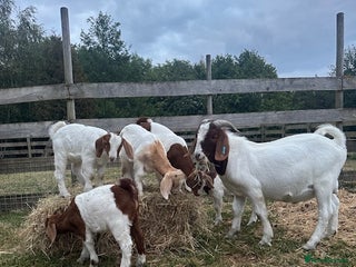 Goats livestock - Advert 2