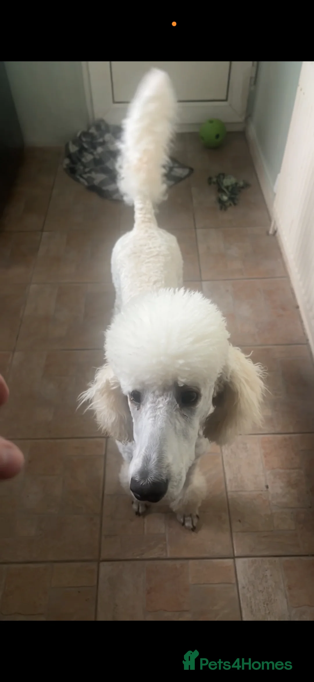 Standard Poodle dogs for sale: Standard poodle - Advert 1