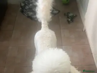 Standard Poodle dogs Standard poodle - Advert 2