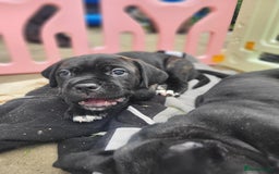 Cane Corso dogs for sale: 3 gorgeous male cane corso pups - Image 8