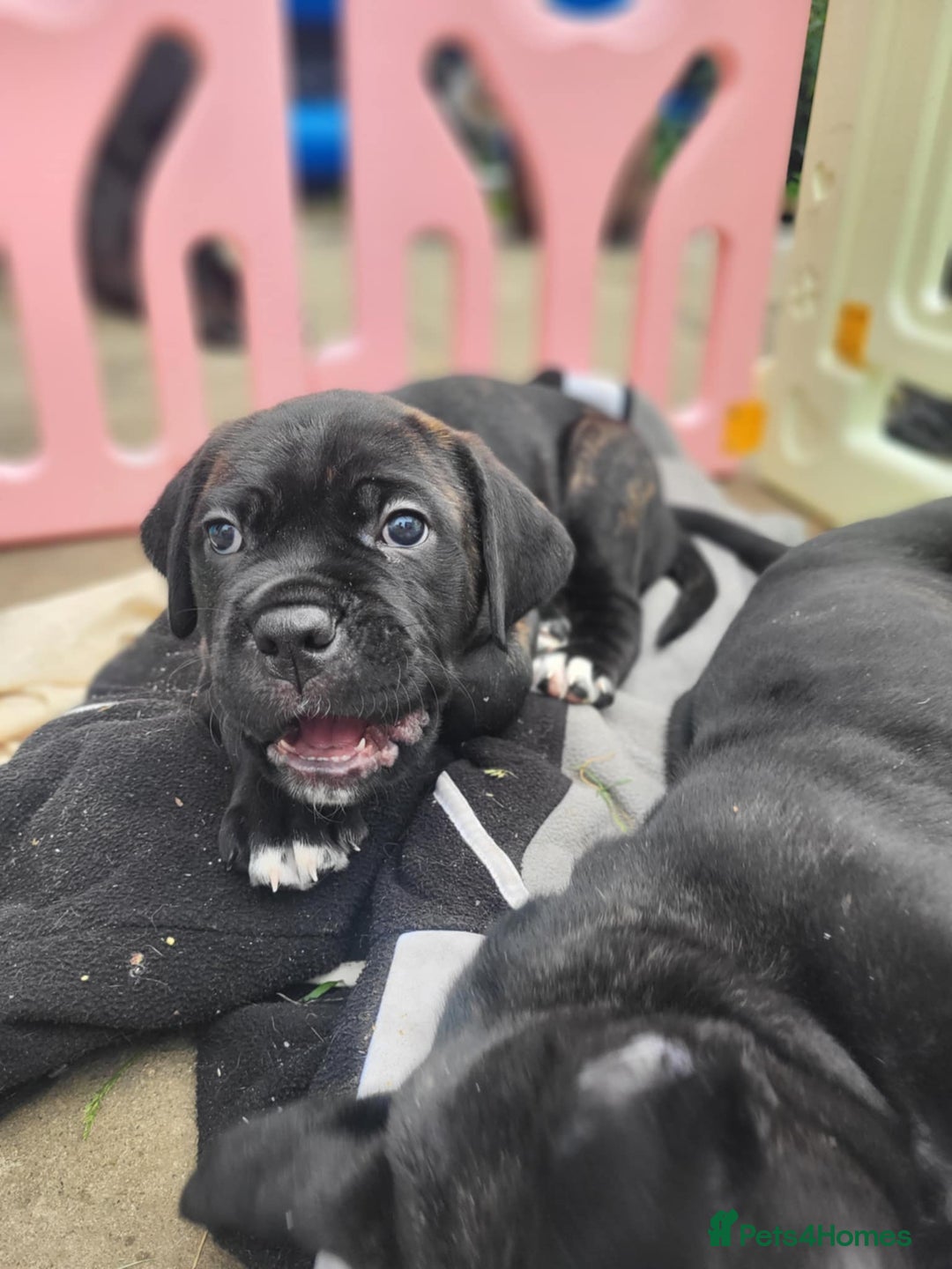 Cane Corso dogs for sale: 3 gorgeous male cane corso pups - Image 8