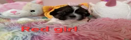 Shih Tzu dogs for sale: 🥰🐾 Adorable Shih Tzu Puppies 🐾🥰 - Advert 26