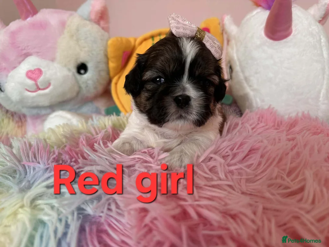 Shih Tzu dogs for sale: 🥰🐾 Adorable Shih Tzu Puppies 🐾🥰 - Advert 26