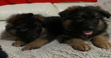German Shepherd dogs - Advert 2