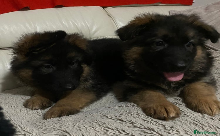 German Shepherd dogs - Advert 14