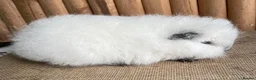 Guinea Pig rodents for sale: Swiss teddy baby sow  - Advert 5