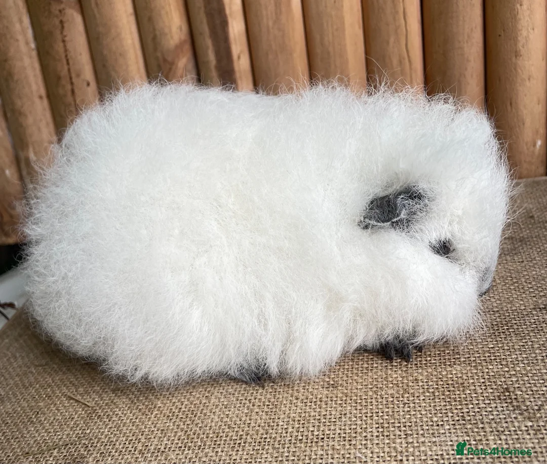Guinea Pig rodents for sale: Swiss teddy baby sow  - Advert 5