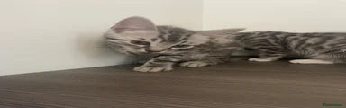 Silver bengal boy
