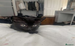 Mixed Breed cats for sale: Gorgeous Cuddly black kitten  - Image 5