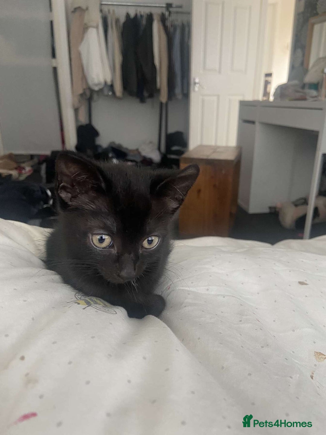 Mixed Breed cats for sale: Gorgeous Cuddly black kitten  - Image 5