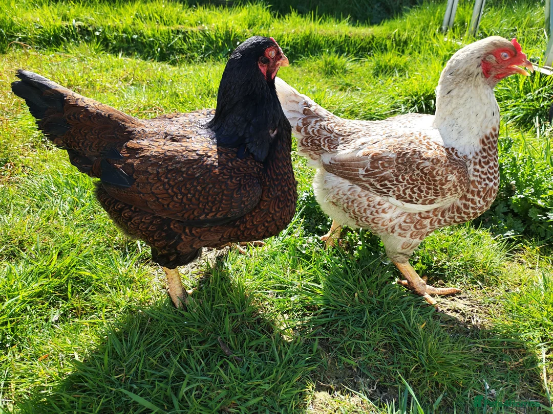 Chickens poultry for sale: Indian game, shamo, English game - hatching eggs in Hungerford - Advert 6