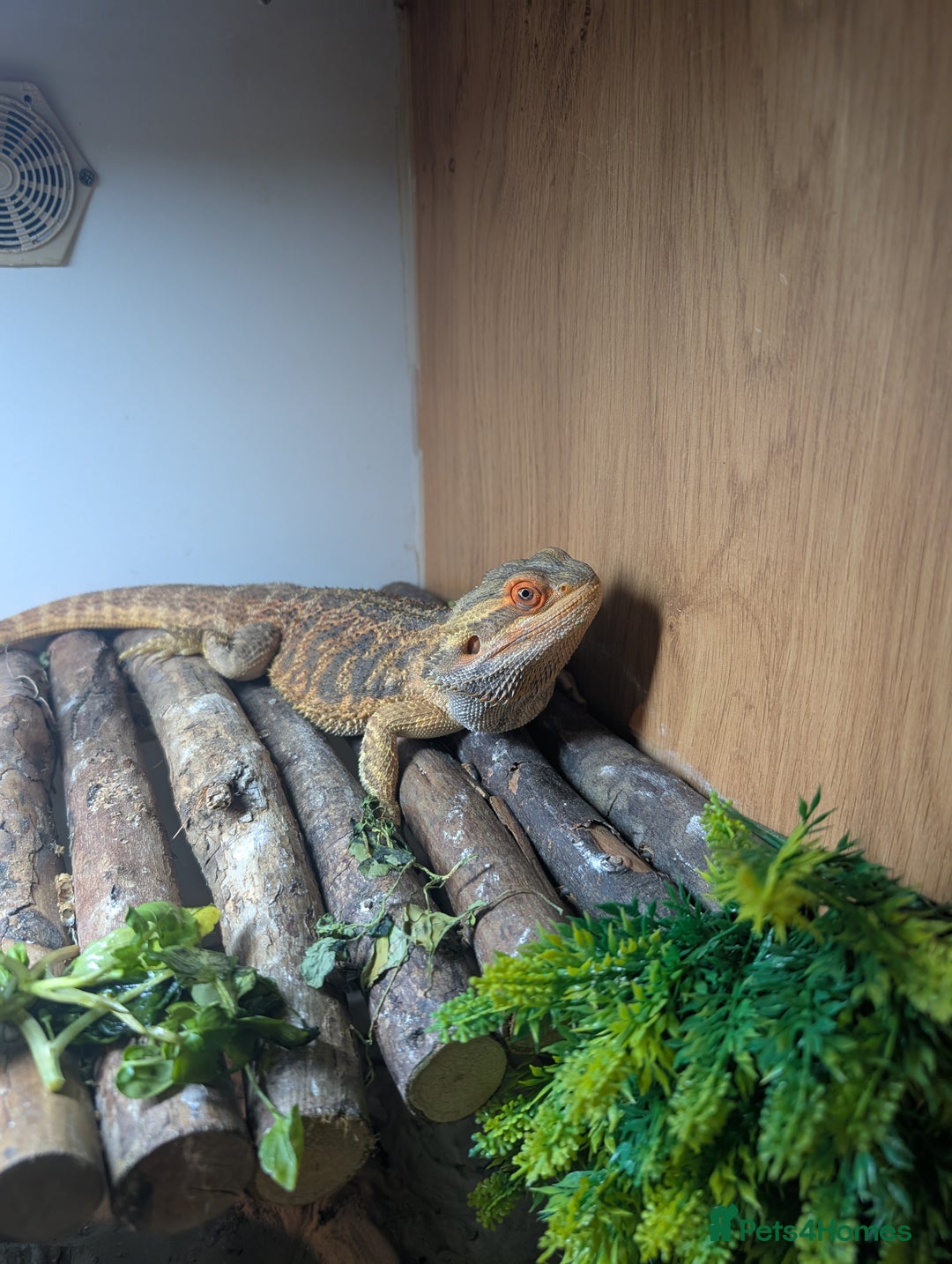 Bearded Dragon reptiles for sale: Bearded dragon and vivarium  - Image 4