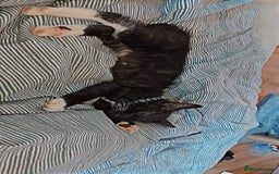 Domestic Shorthair cats for sale: Black And White Male - Image 4