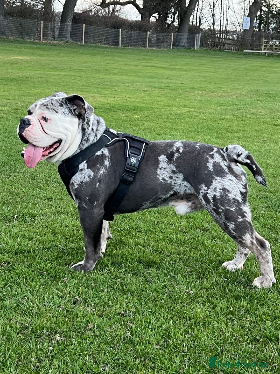 Olde English Bulldogge dogs for sale: Olde English Bulldog Family Dog. - Image 2