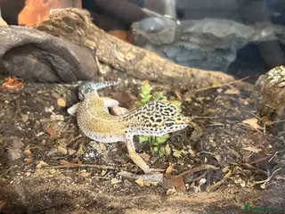 Leopard Gecko reptiles Male & female leopard gecko - Advert 1