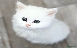 Persian cats for sale: Outstanding litter of Persian x kittens,  - Image 1