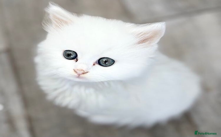 Persian cats - Advert 3