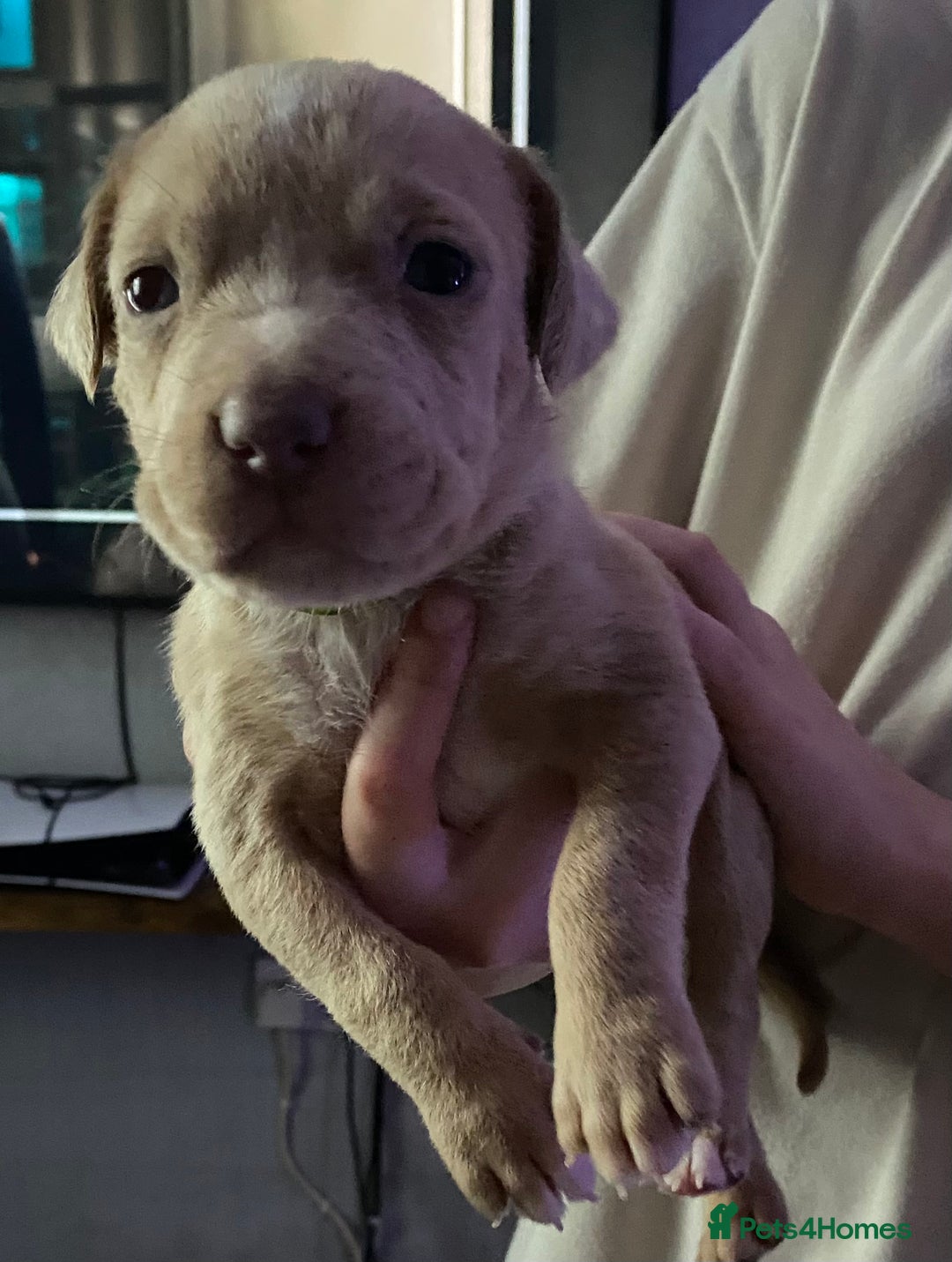 Mixed Breed dogs for sale: Cane corso x  - Image 21