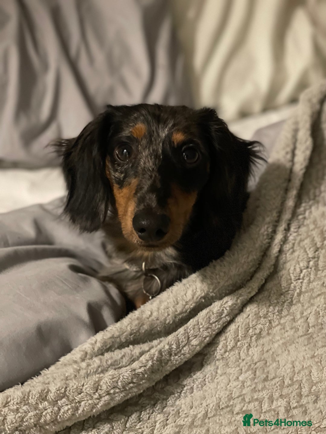 Miniature Dachshund dogs for sale:  Miniature Dachshund for rehoming.  - Advert 8