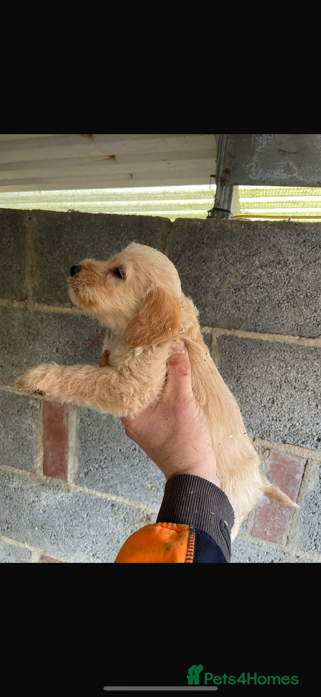 Maltipoo dogs for sale: Toy maltipoo puppies (toy poodle) - Advert 4
