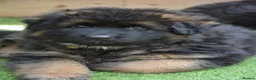 German Shepherd dogs for sale: Long Coat GSD black & tan  - Advert 14