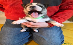 Siberian Husky dogs for sale: Siberian husky pups  - Advert 19