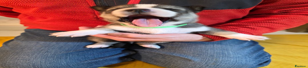 Siberian Husky Puppy 6