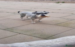 Miniature Schnauzer dogs for sale: Miniature Schnauzer girls - Image 6