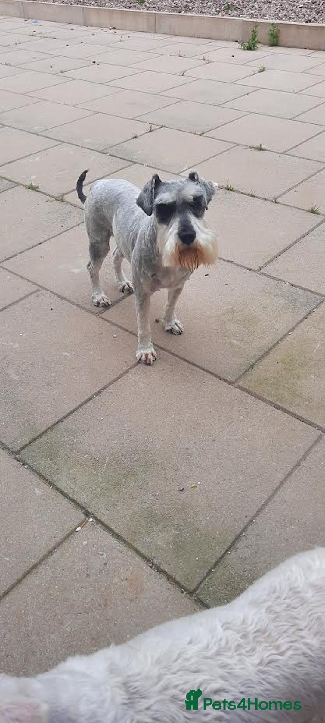 Miniature Schnauzer dogs for sale: Miniature Schnauzer girls - Image 6
