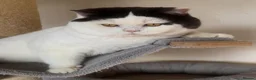 British Shorthair cats for sale: Beautiful BSH champion line two boys  - Advert 28