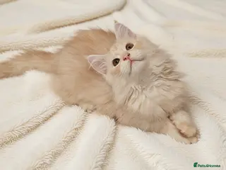 Maine Coon cats Maine Coon Shaded, Champion lines - Advert 6