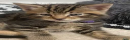 Mixed Breed cats for sale: Last female bengal x ASH x Bombaykittens 🐱 - Advert 23
