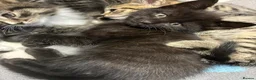 Domestic Shorthair cats for sale: 🐾 Adorable Kittens – 1Black Male & 3Tabby Females in Waltham Abbey - Advert 16