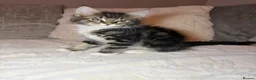 Maine Coon cats for sale: Maine coon kittens - Advert 9