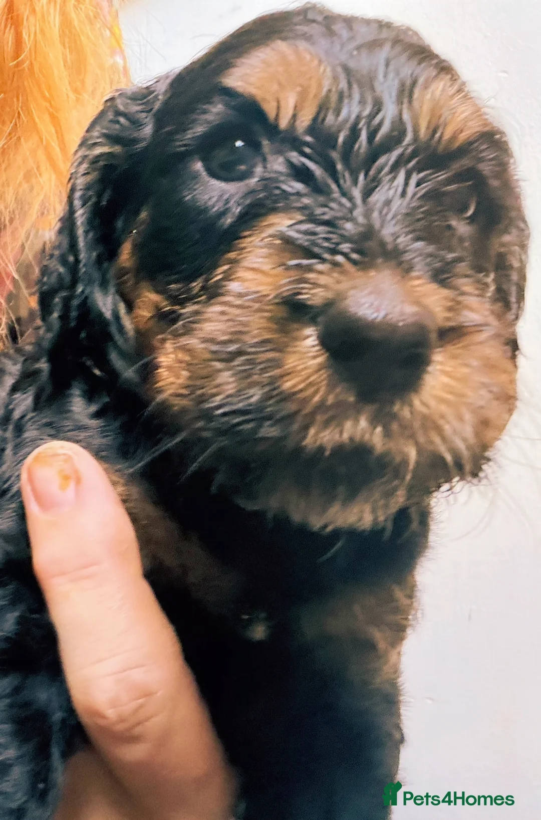 Mixed Breed dogs for sale: Stunning litter of Gordon Doodles. - Advert 29