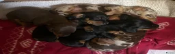 Miniature Dachshund dogs for stud: Sully, KC reg, Proven, IVDD Screened - Advert 7