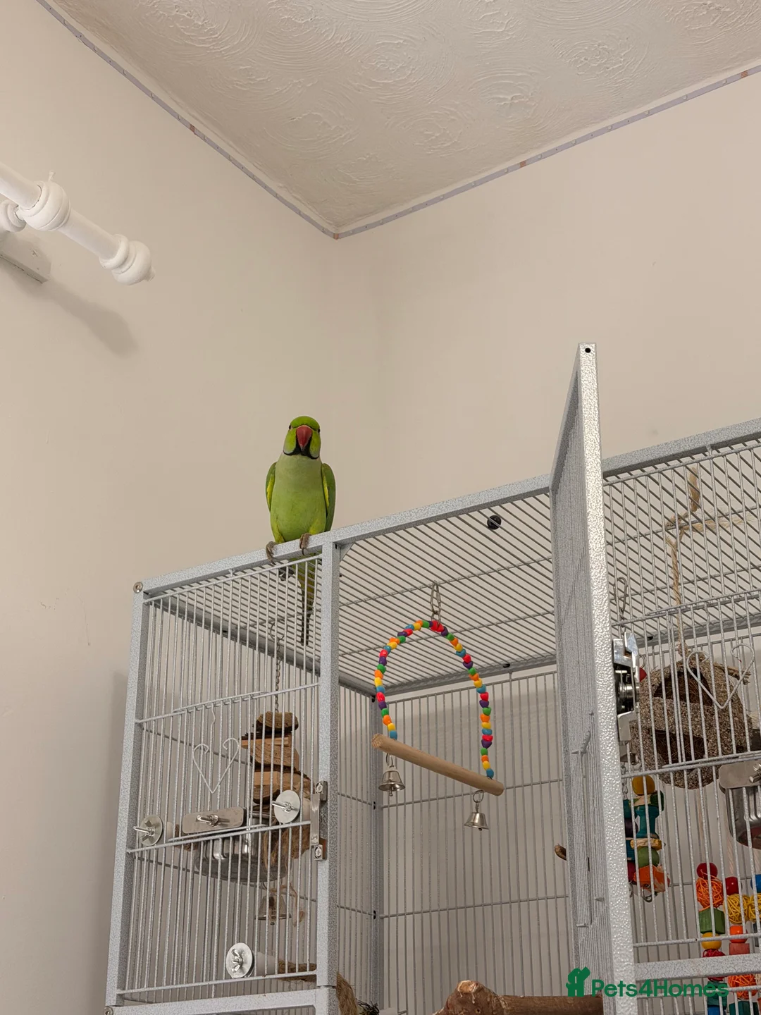 Parakeets birds for sale: Beautiful funny Indian Ringneck loves to sing, fly - Advert 12