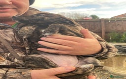 Lurcher dogs for sale: lurcher pups - Advert 14