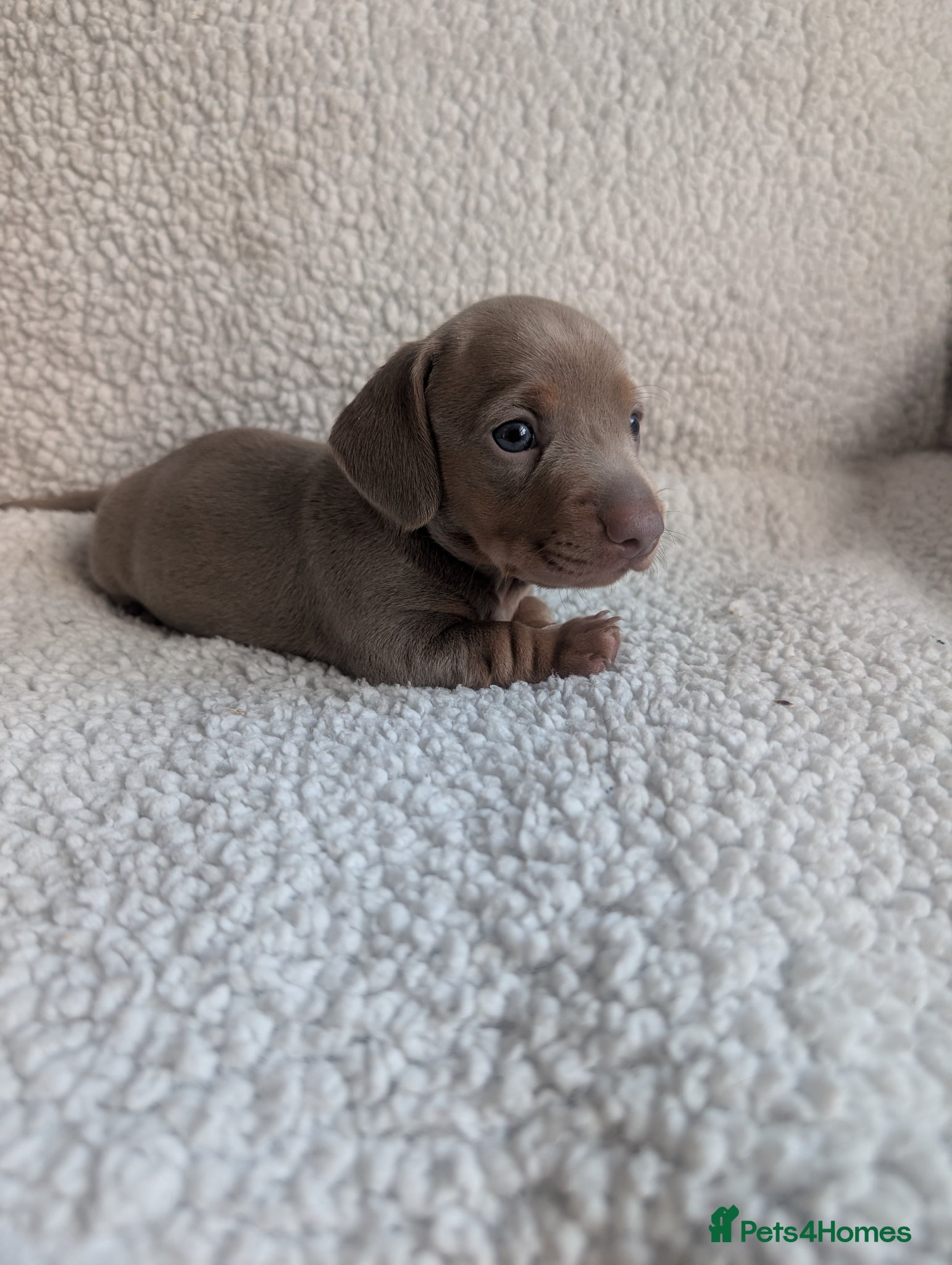 Miniature Dachshund dogs 🐾 KC Registered Top Quality Miniature Dachunds 🐾 - Advert 7